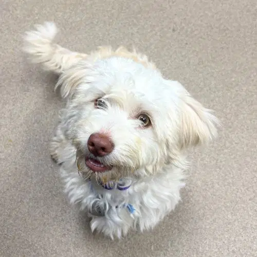 Otho - Bichon Frise