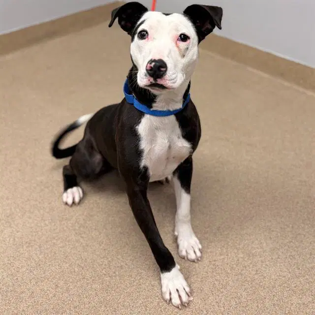 Spooky - Pit Bull Terrier