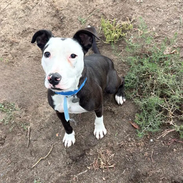 Spooky - Pit Bull Terrier