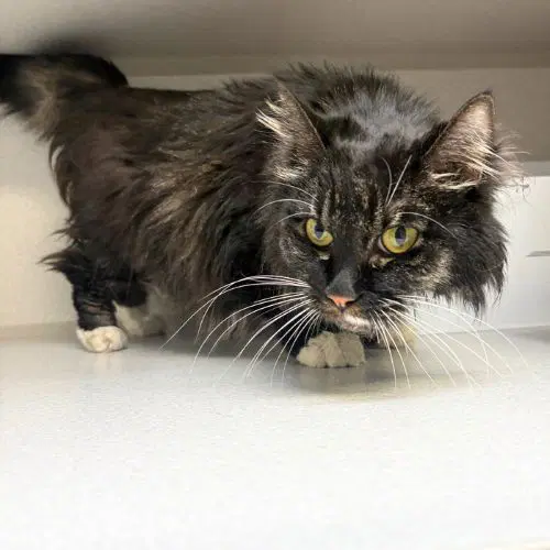 Lydia - Domestic Long Hair