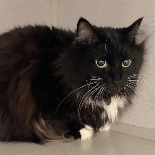 Ezmy - Domestic Medium Hair