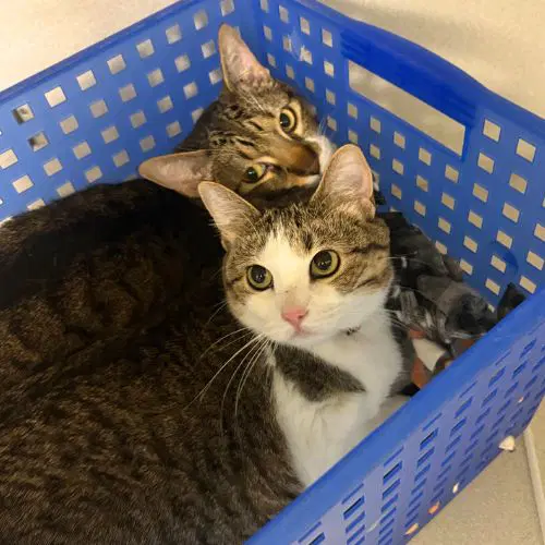 Dulce - Domestic Short Hair