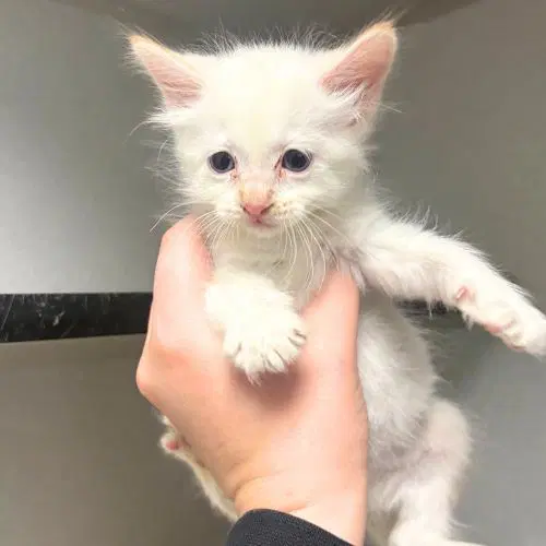 Artie - Domestic Short Hair