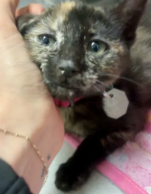 Tori - Domestic Short Hair