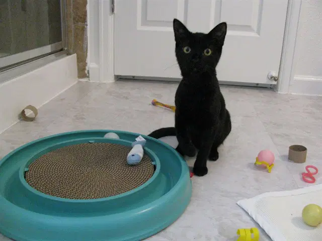 Mystique - Domestic Short Hair