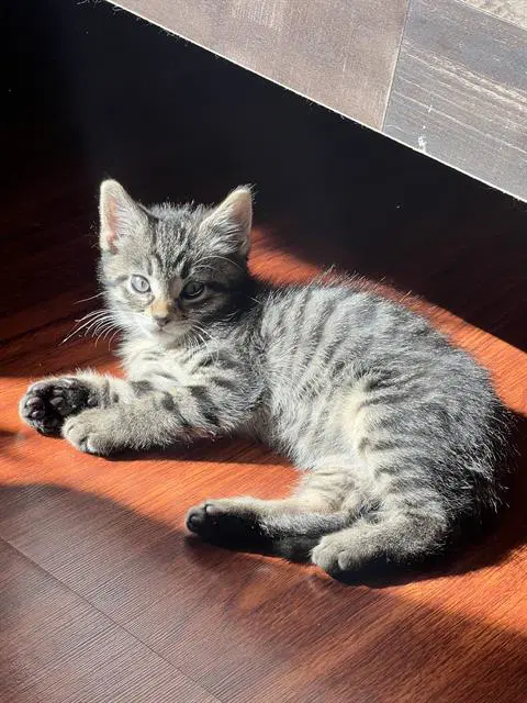 Inky - Domestic Medium Hair