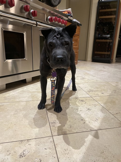 Molly, photo 2