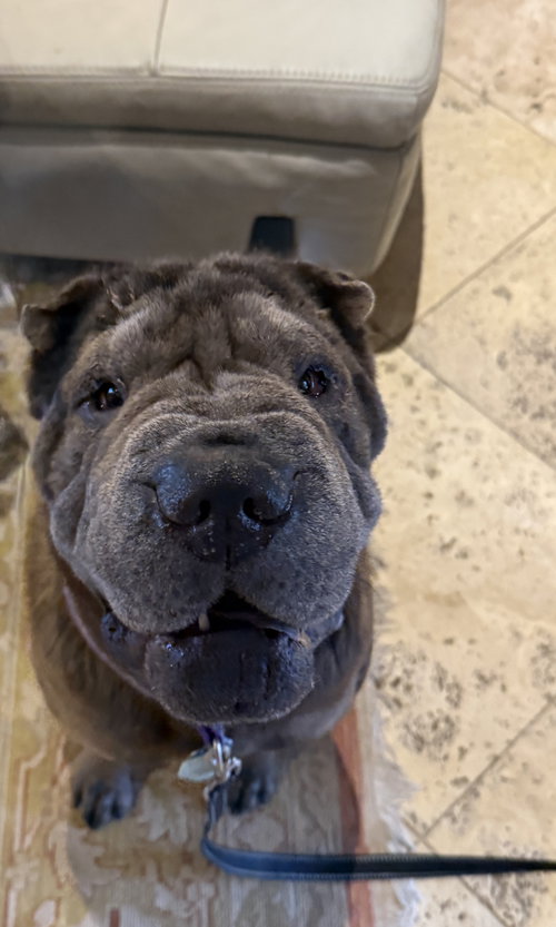Lobot, an adoptable Chinese Shar-Pei in Tucson , AZ