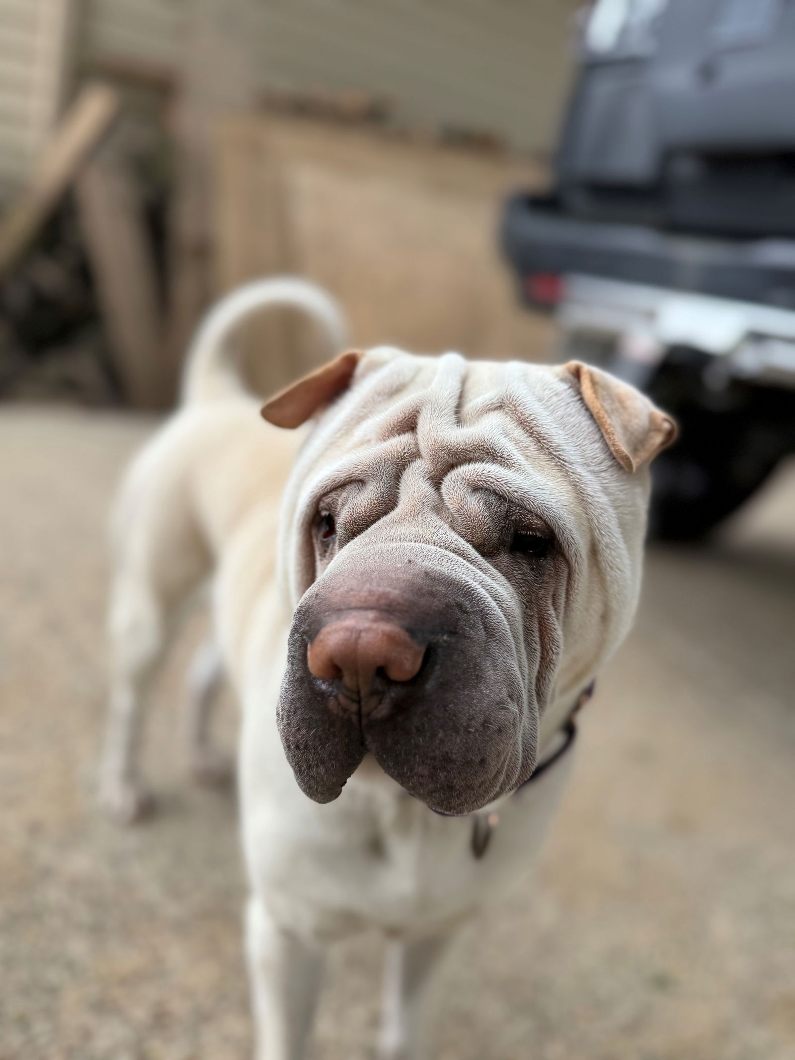 Frank