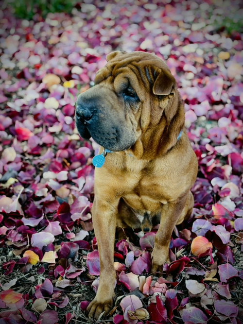 Brownie, an adoptable Chinese Shar-Pei in Tucson , AZ