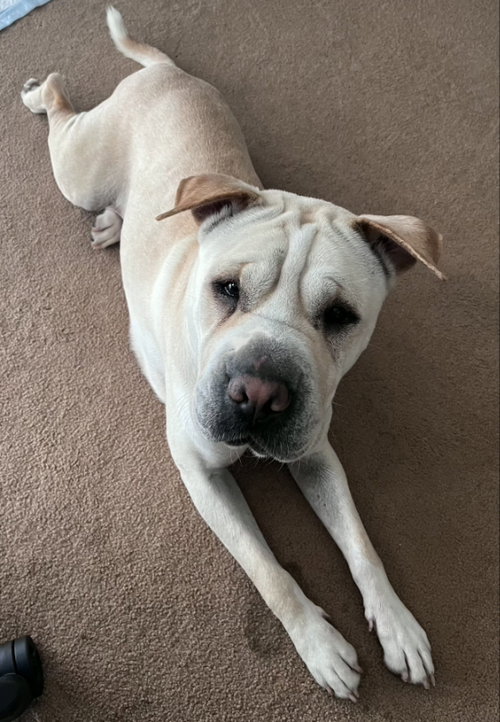 Camilla (aka Cami), an adoptable Chinese Shar-Pei in Tucson , AZ