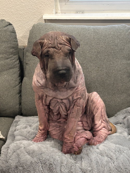 Piglet