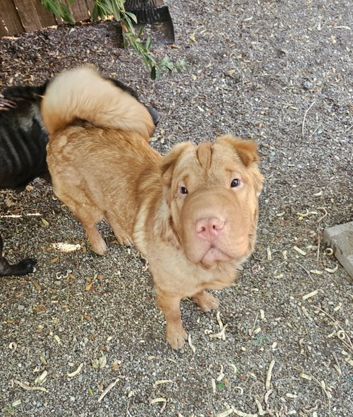 Q, an adoptable Chinese Shar-Pei in Tucson , AZ