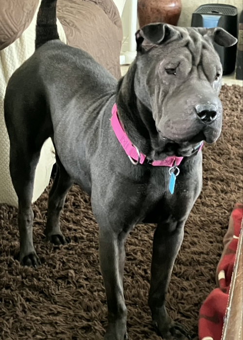 Daisy (Calif), an adoptable Chinese Shar-Pei in Tucson , AZ