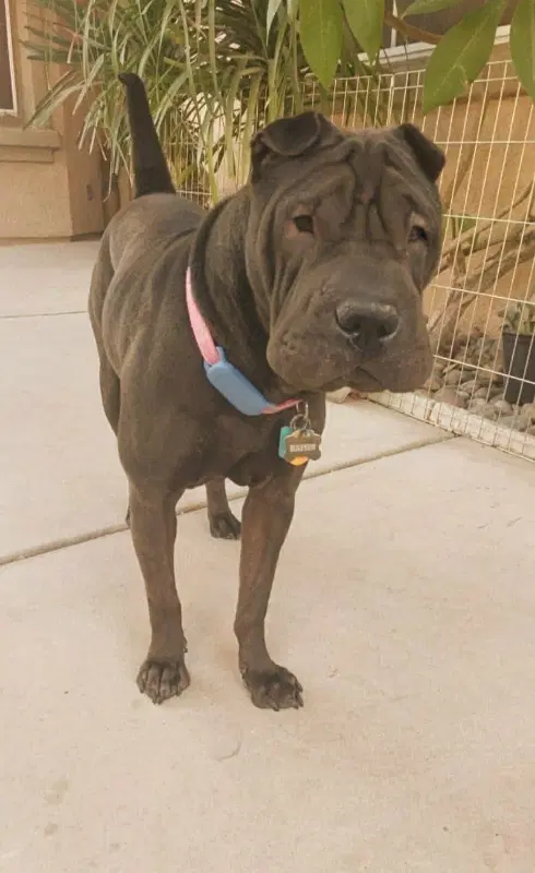 Daisy Calif - Chinese Shar-Pei