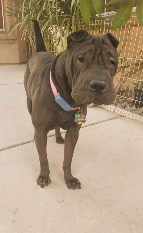Daisy Calif