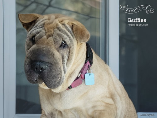 Ruffles, an adoptable Chinese Shar-Pei in Tucson , AZ