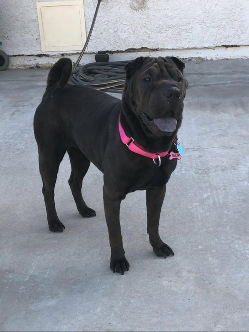 Rolls, an adoptable Chinese Shar-Pei in Tucson , AZ