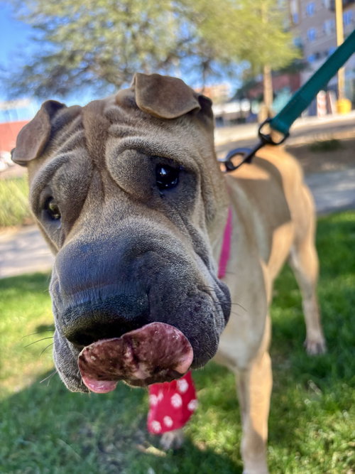 Scoobie, an adoptable Chinese Shar-Pei in Tucson , AZ
