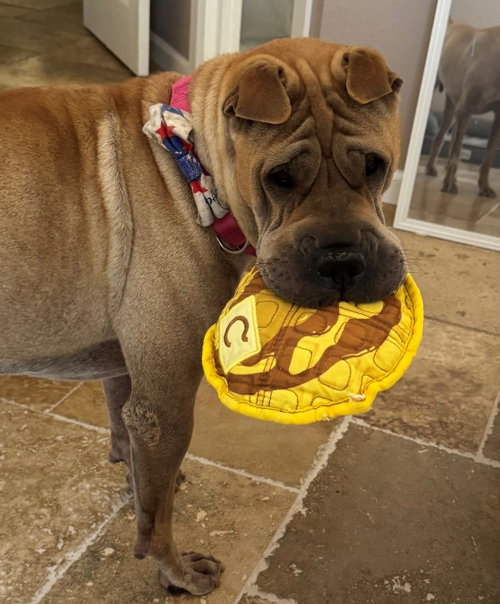 Scoobie, an adoptable Chinese Shar-Pei in Tucson , AZ