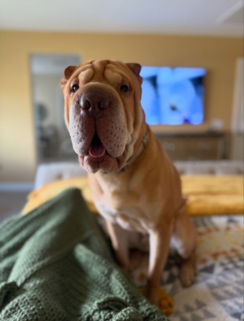 Luke, an adoptable Chinese Shar-Pei in Tucson , AZ