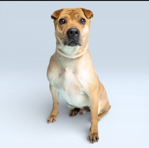Scrappy, an adoptable Chinese Shar-Pei in Tucson , AZ