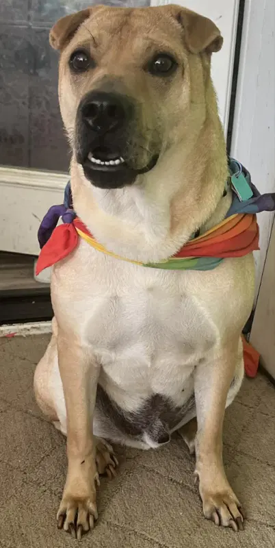 Scrappy - Chinese Shar-Pei