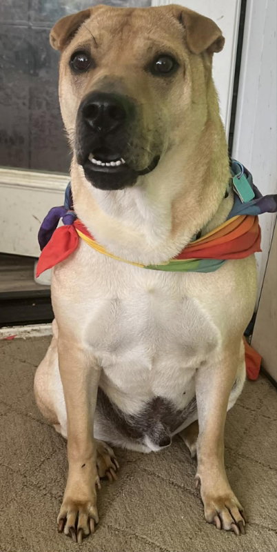 Scrappy, a dog for adoption from Pei People Shar Pei Rescue, Inc