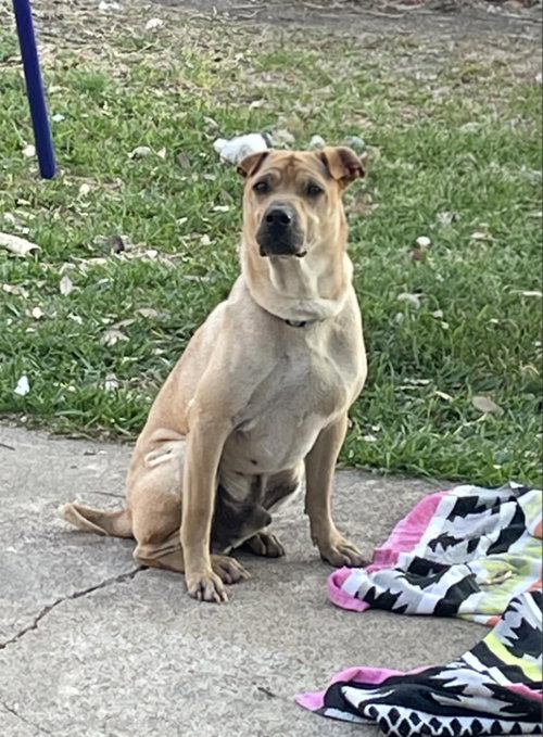 Photo 3 of Scrappy