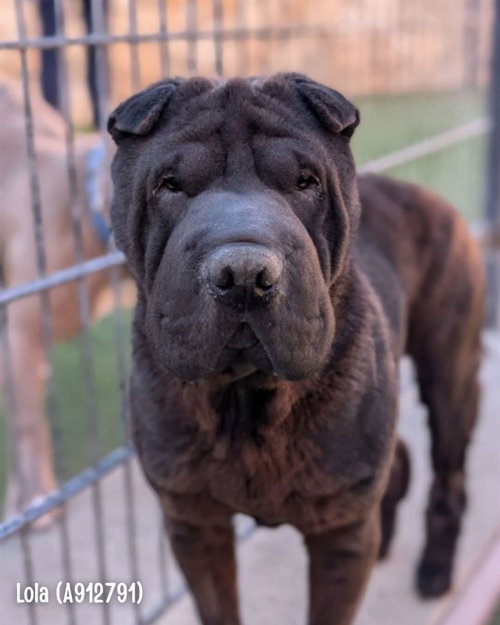 Lola, an adoptable Chinese Shar-Pei in Tucson , AZ