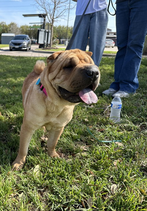 Mary Kate, an adoptable Chinese Shar-Pei in Tucson , AZ