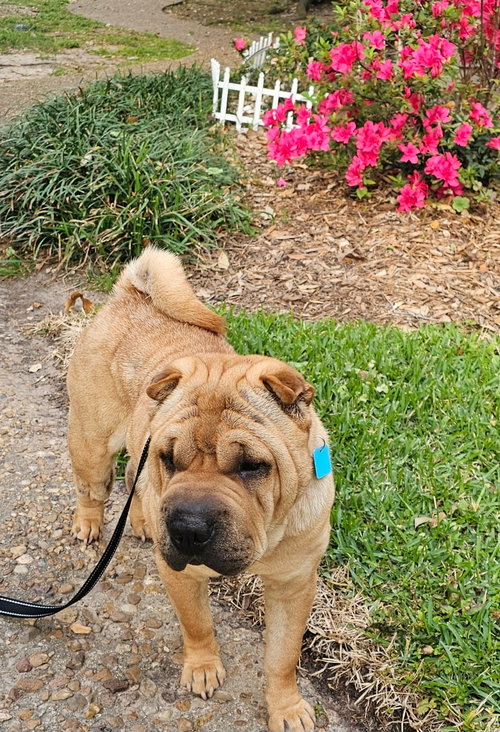Mary Kate, an adoptable Chinese Shar-Pei in Tucson , AZ
