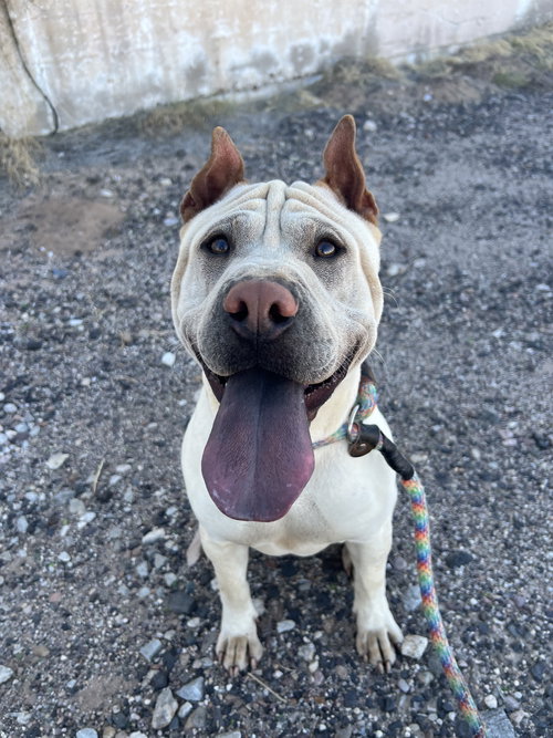 Rocco, an adoptable Chinese Shar-Pei in Tucson , AZ
