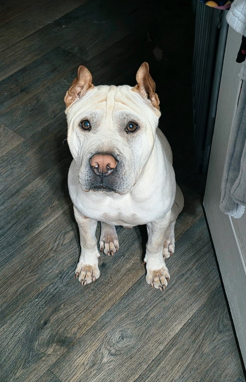 Rocco, an adoptable Chinese Shar-Pei in Tucson , AZ