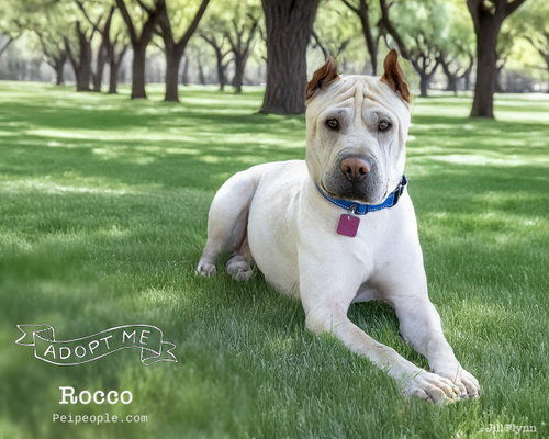 Rocco, an adoptable Chinese Shar-Pei in Tucson , AZ