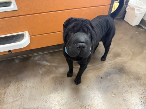 Daisy, an adoptable Chinese Shar-Pei in Tucson , AZ