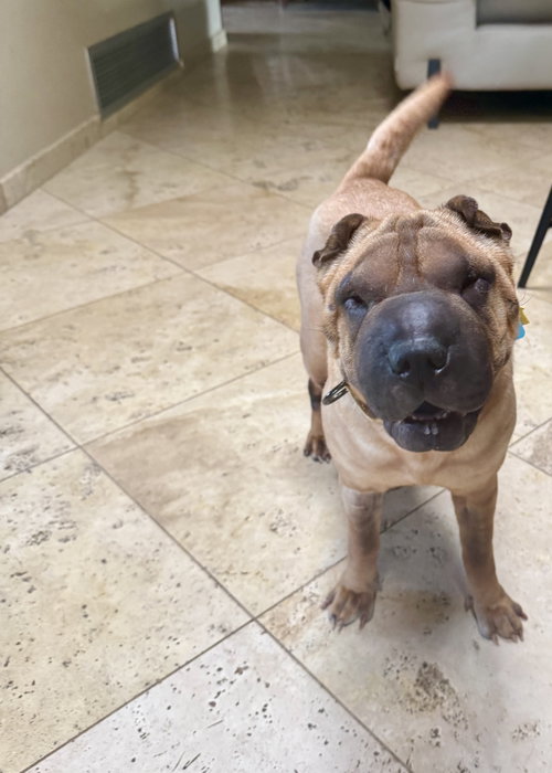 Sienna, an adoptable Chinese Shar-Pei in Tucson , AZ