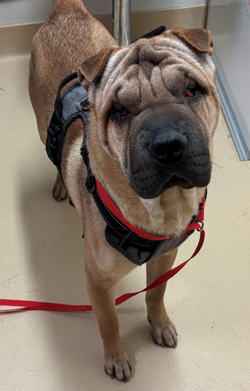 Creed, an adoptable Chinese Shar-Pei in Tucson , AZ