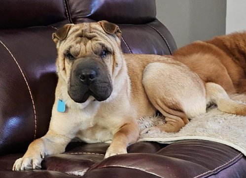 Creed, an adoptable Chinese Shar-Pei in Tucson , AZ