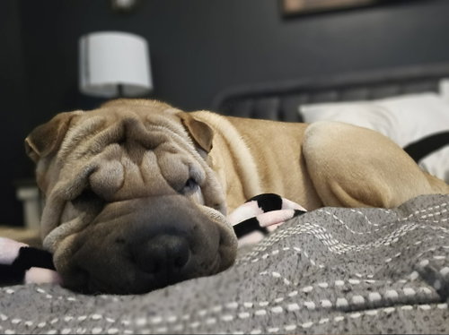 Creed, a dog for adoption from Pei People Shar Pei Rescue, Inc