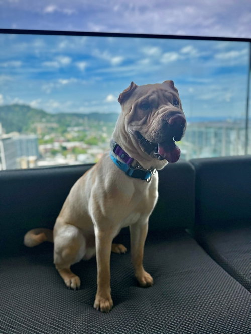 Ziggy, an adoptable Chinese Shar-Pei in Tucson , AZ