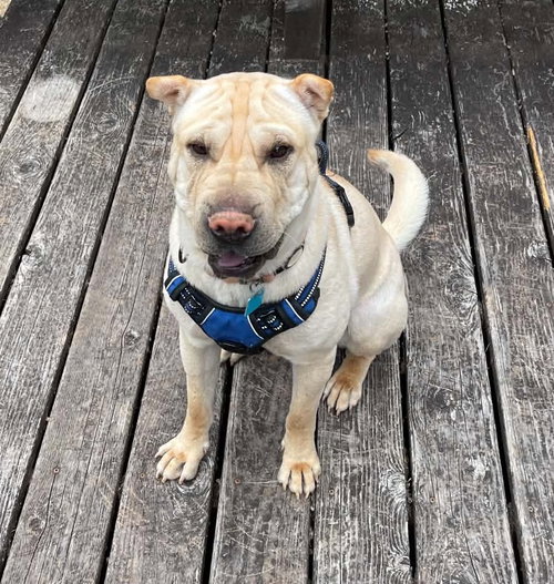 Ziggy, an adoptable Chinese Shar-Pei in Tucson , AZ