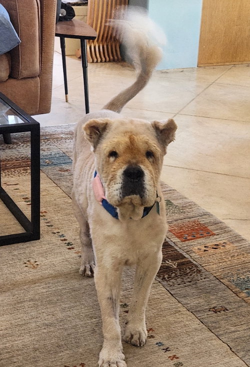 Chowder, an adoptable Chinese Shar-Pei in Tucson , AZ