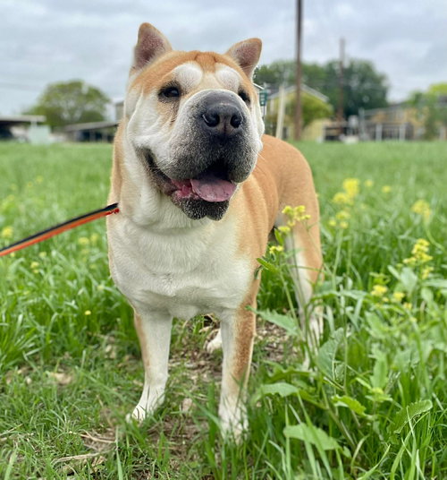 Natalia, an adoptable Chinese Shar-Pei in Tucson , AZ