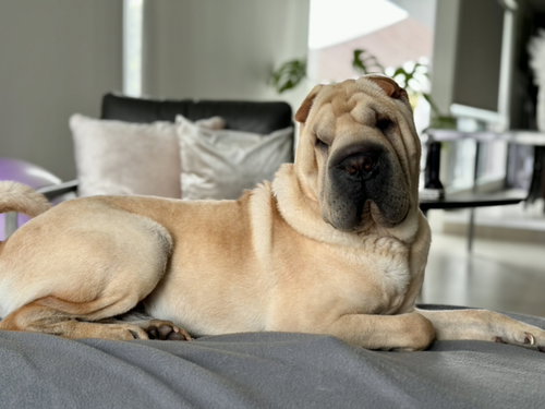 Torben, an adoptable Chinese Shar-Pei in Tucson , AZ