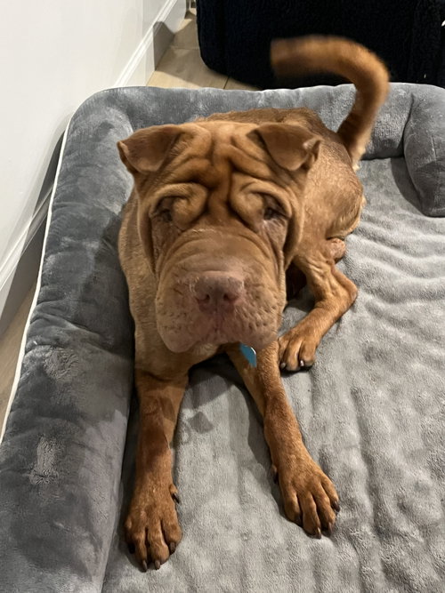 Oso, an adoptable Chinese Shar-Pei in Tucson , AZ