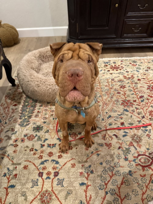 Oso, an adoptable Chinese Shar-Pei in Tucson , AZ