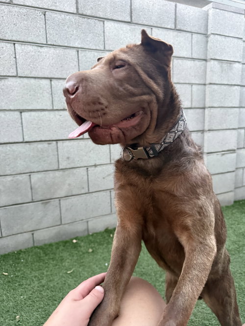 Chuy, an adoptable Chinese Shar-Pei in Tucson , AZ