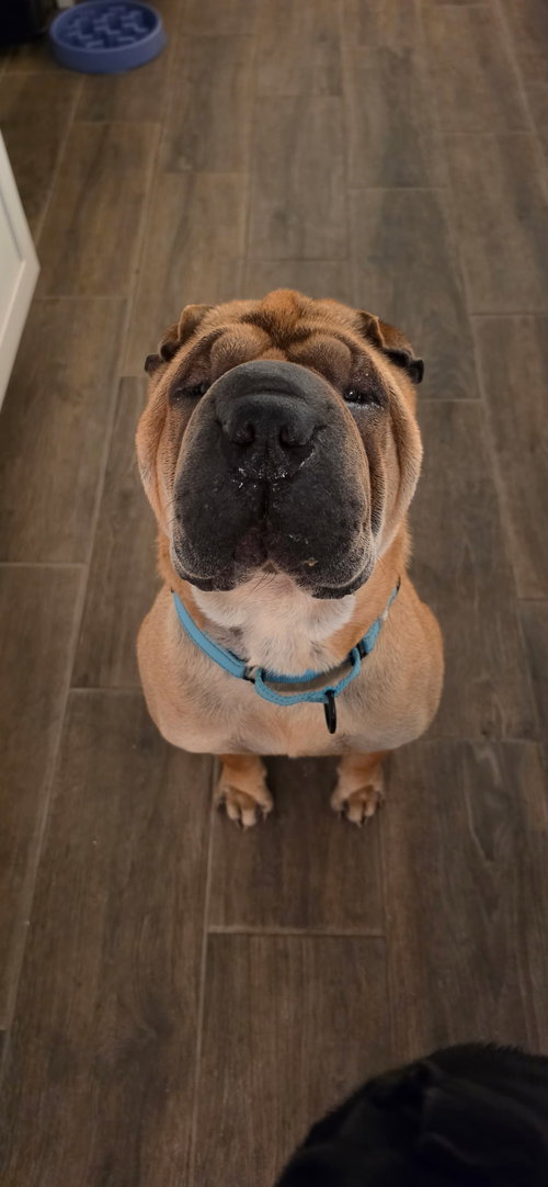 Keller, an adoptable Chinese Shar-Pei in Tucson , AZ