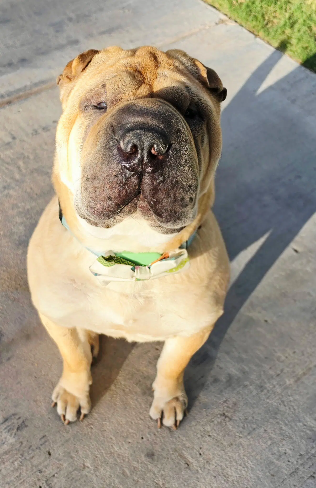 Sir Oscar Gnocchi Meatloaf Lv - Chinese Shar-Pei